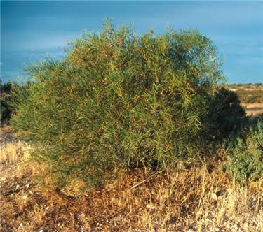 Acacia Ligulata - Sandhill Wattle Tubestock | Native Tree Seedling