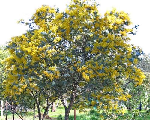 Acacia Baileyana - Cootamundra Wattle Tubestock | Native Tree Seedling