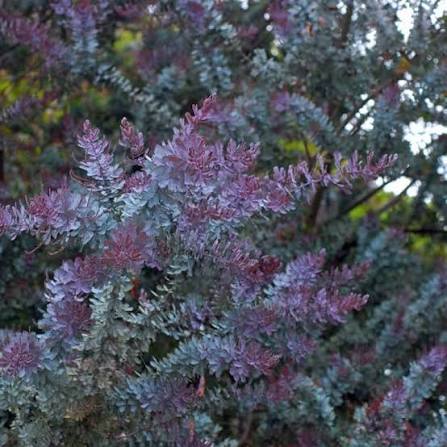 Acacia Baileyana 'Purpurea' - Purple Cootamundra Wattle | Native Tree Seedling