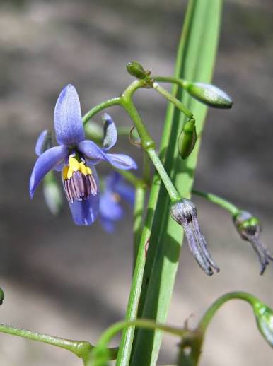 Dianella brevicaulis - Coast Flax Lily Tubestock | Native Shrub Seedling