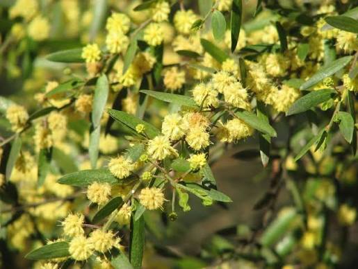 Acacia verniciflua - Varnish Wattle Tubestock | Native Tree Seedling