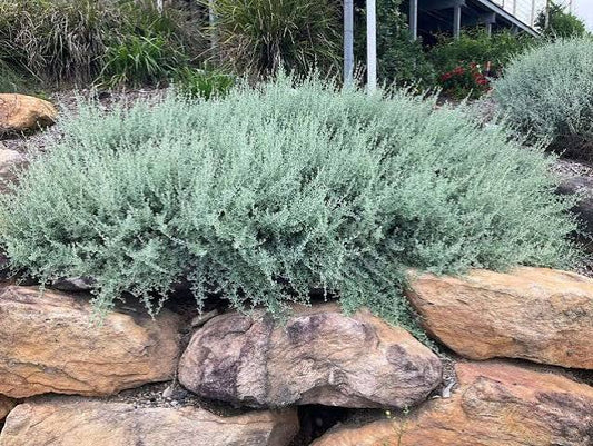 Rhagodia Spinescens - Creeping Saltbush Tubestock | Native Shrub Seedling