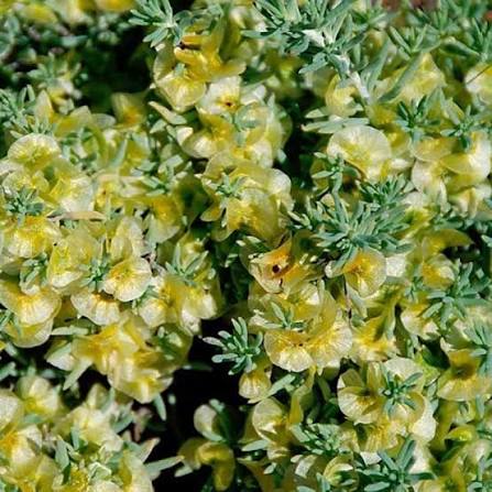 Maireana Brevifolia - Small-Leaved Bluebush Tubestock | Native Shrub Seedling