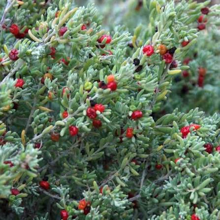 Enchylaena Tomentosa - Ruby Saltbush Tubestock | Native Shrub Seedling