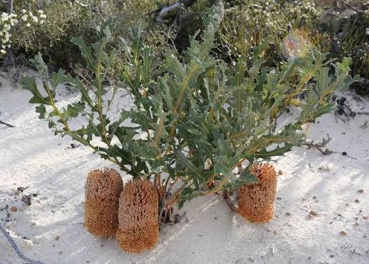 Banksia repens - Creeping Banksia Tubestock | Native Seedling