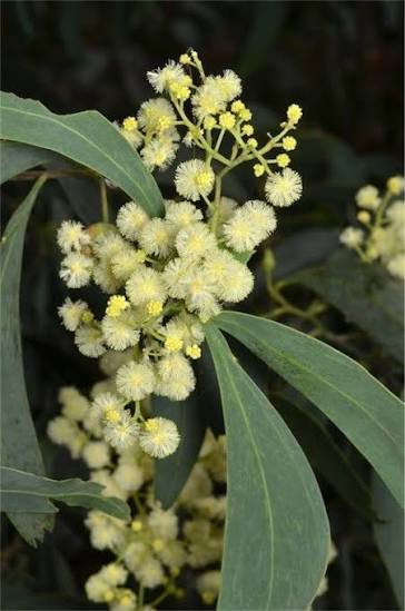 Acacia falciformis - Hickory Wattle Tubestock | Native Tree Seedling