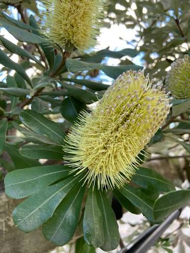 Banksia Integrifolia - Coastal Banksia | Native Tree Seedling