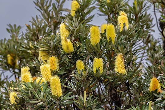 Banksia Integrifolia - Coastal Banksia | Native Tree Seedling
