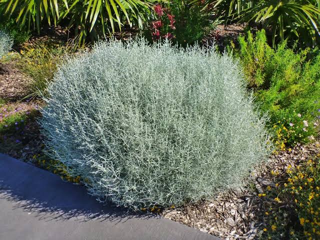 Leucophyta brownie - Cushion Bush | Native Seedling