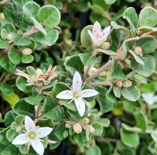 Correa alba - White Correa Tubestock | Native Seedling