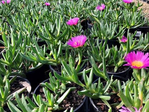 Carpobrotus rossii - Karkalla/Pigface Tubestock | Native Seedling