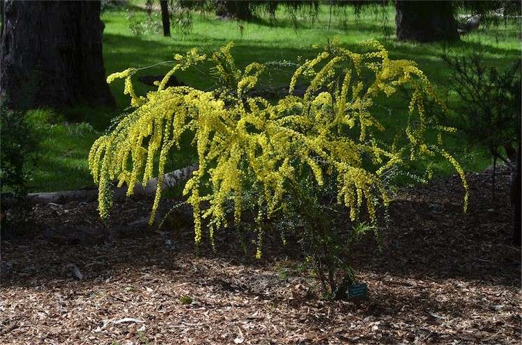 Acacia verniciflua - Varnish Wattle Tubestock | Native Tree Seedling