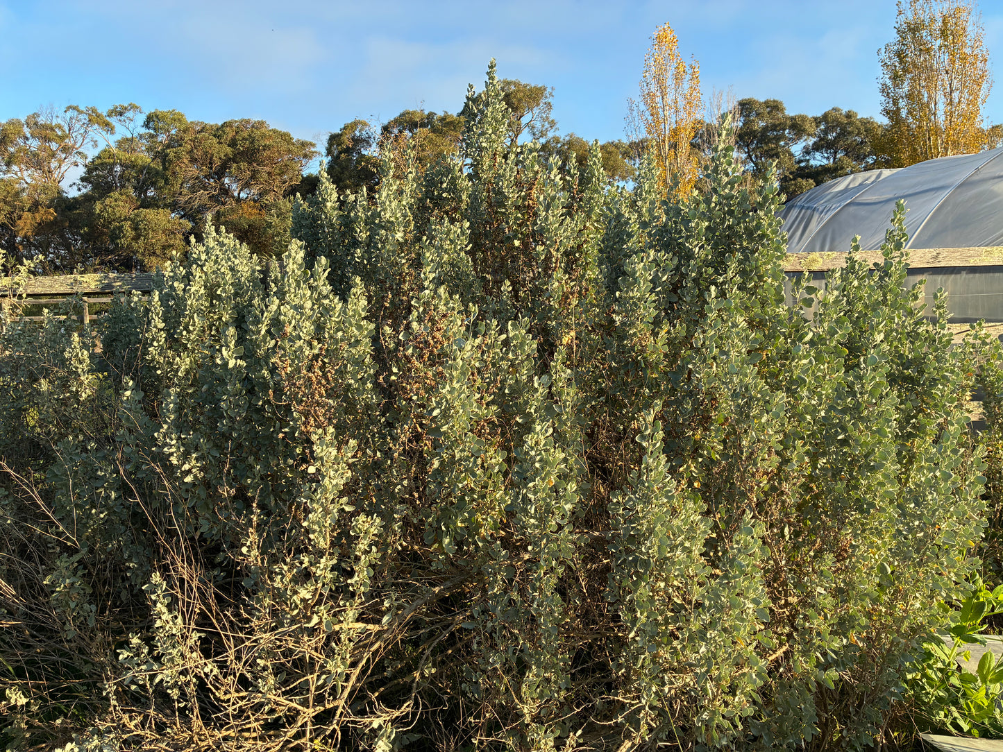 Atriplex nummularia - Old Man Saltbush Tubestock | Native Tree Seedling