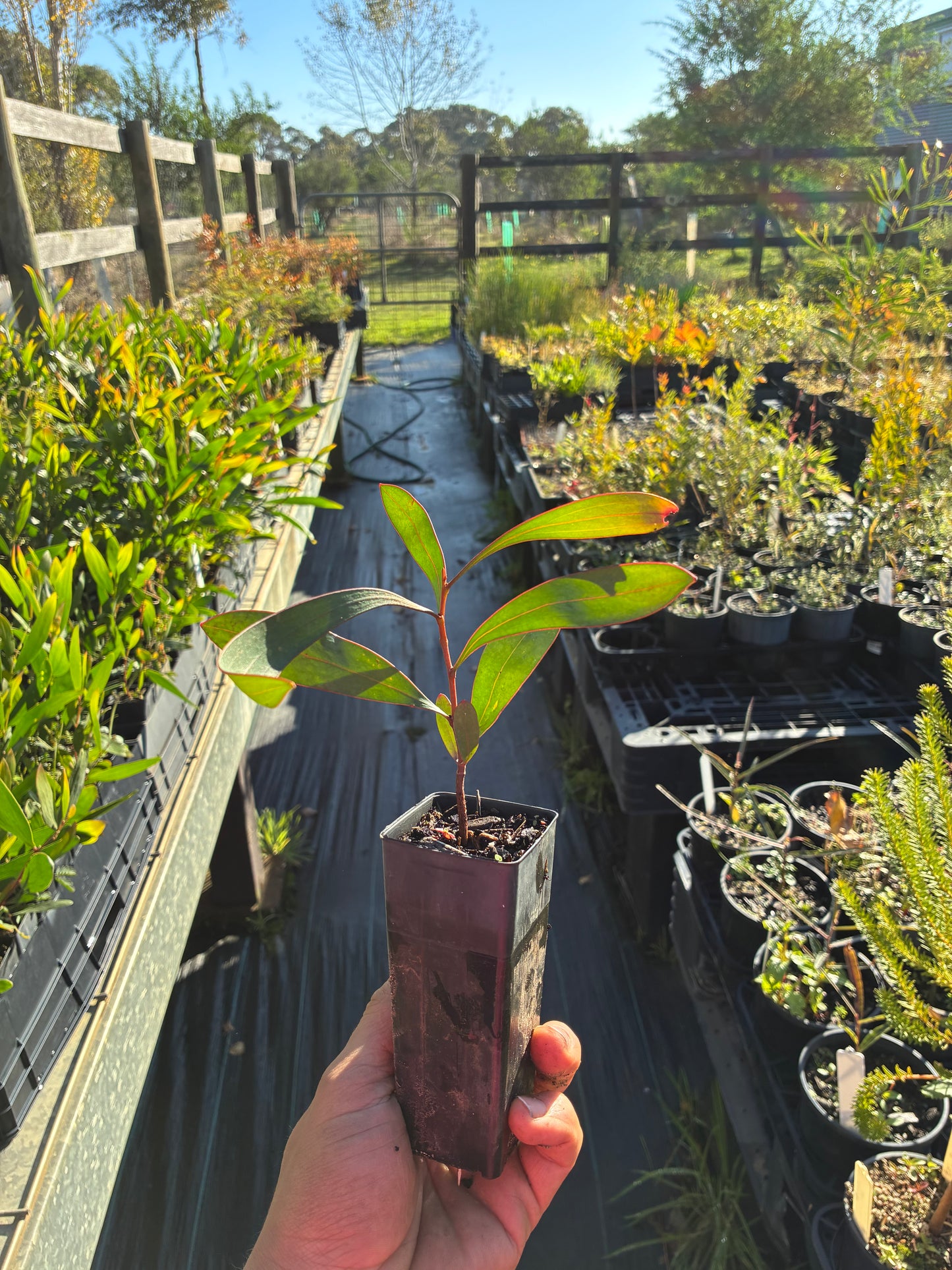 Hakea laurina - Pin Cushion Hakea Tubestock | Native Tree Seedling
