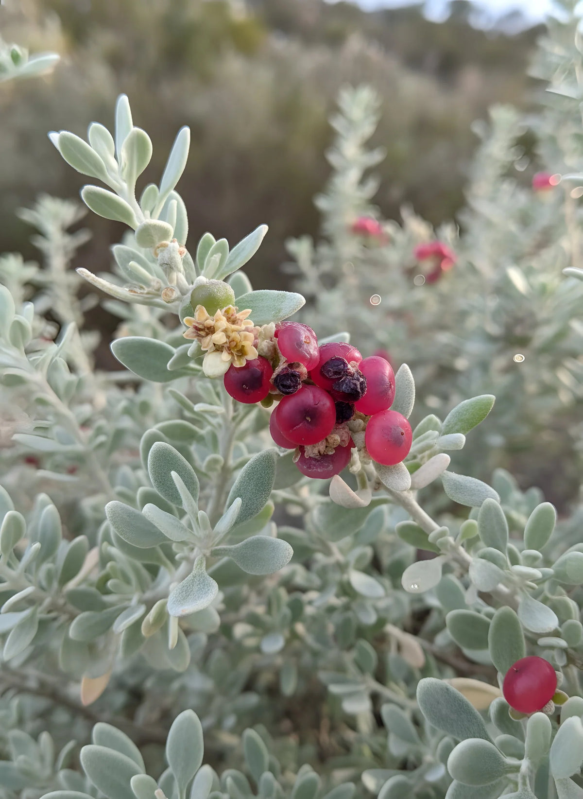Rhagodia Spinescens - Creeping Saltbush Tubestock | Native Shrub Seedling