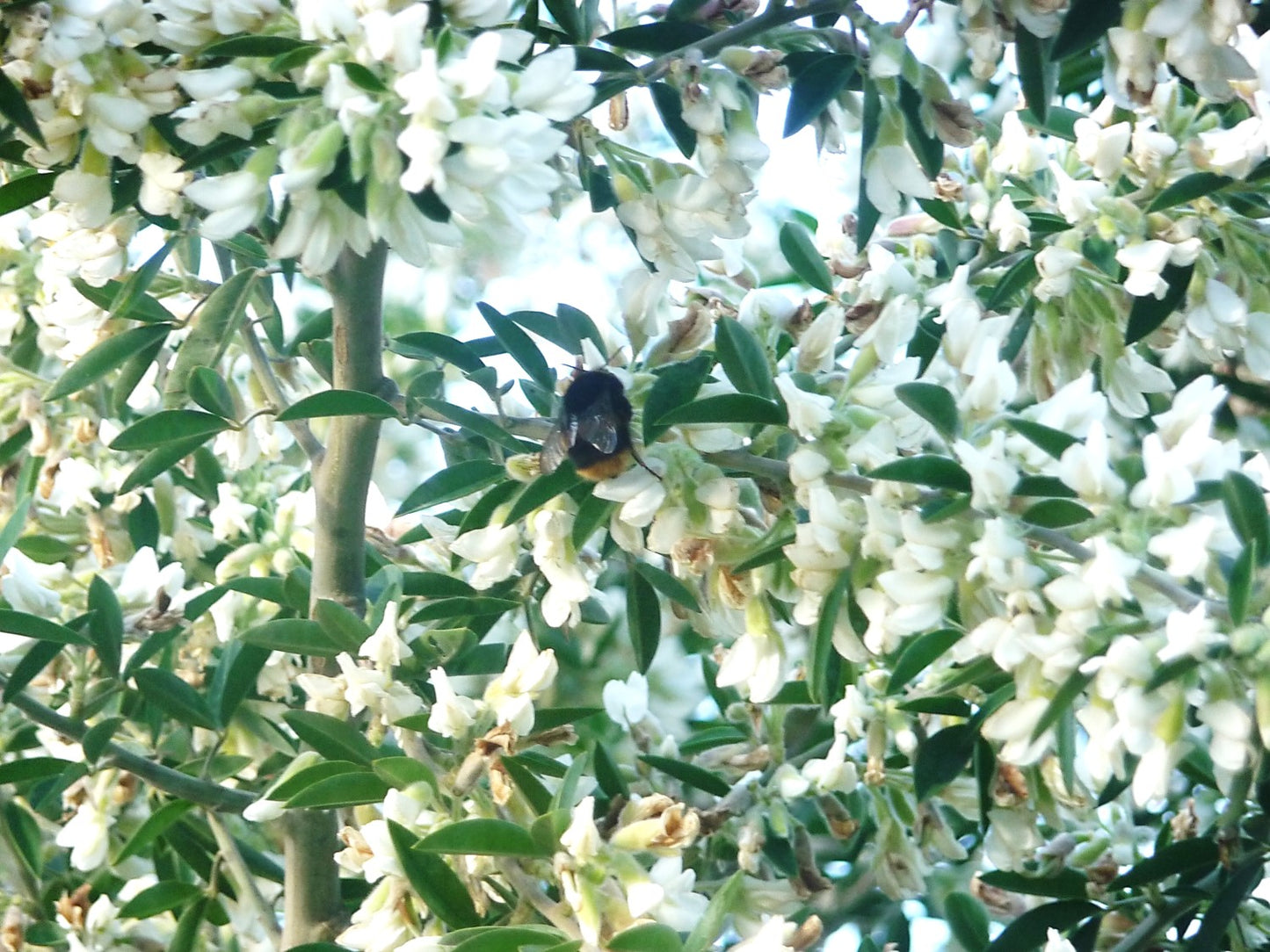 Chamaecytisus proliferus - Tagasaste Tubestock | Tree Seedling
