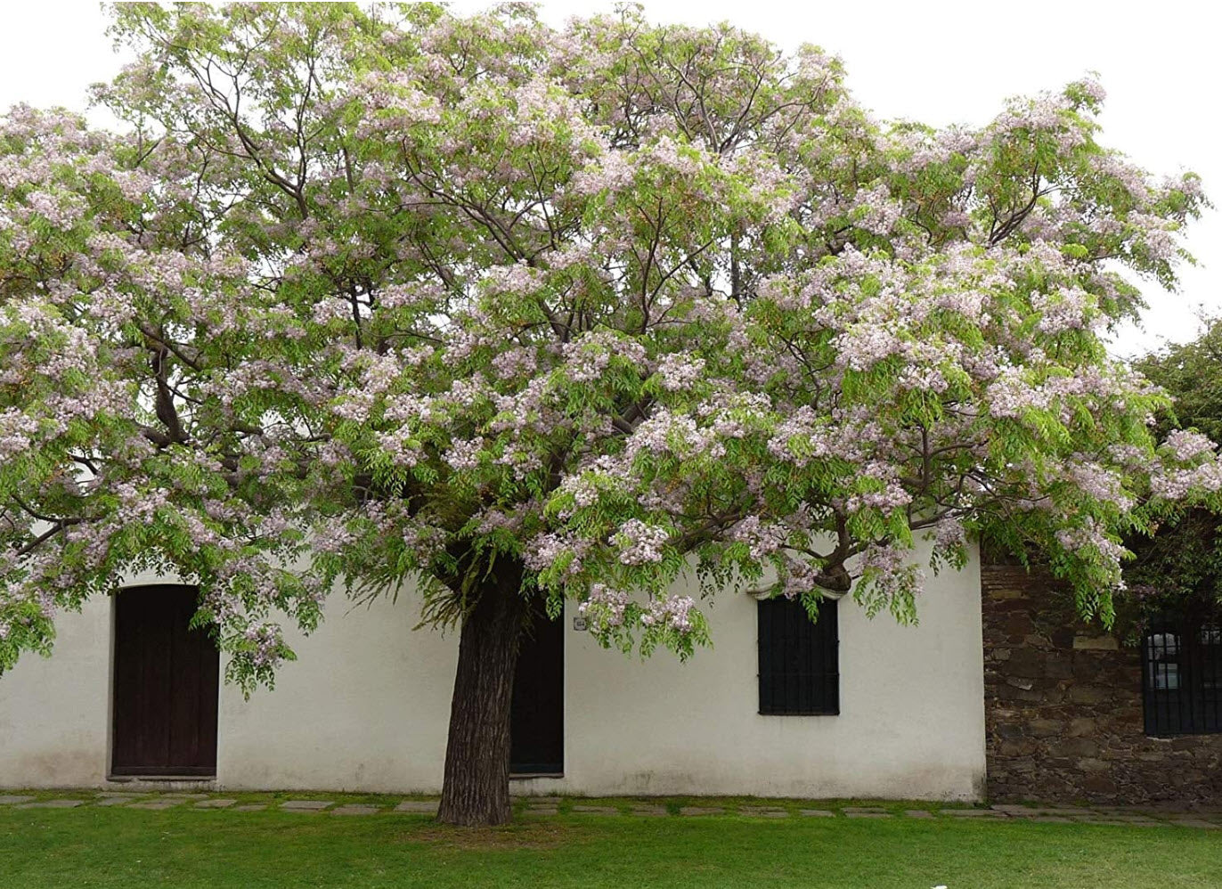 Melia Azedarach - White Cedar