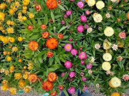 Xerochrysum bracteatum - Everlasting Daisy (Mixed Colours) Tubestock | Native Tree Seedling